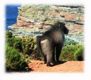 city to cull cape town&#039;s baboons 