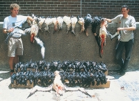 Seabird researcher needed for conservation team