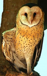 Grass Owls need protection from humans and other predators
