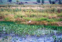S.A. Programmes to protect the wetlands