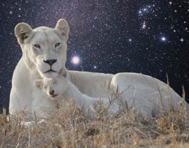 Journey to the Star Lions