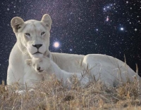 Journey to the Star Lions