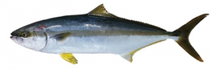 ethical seafood
