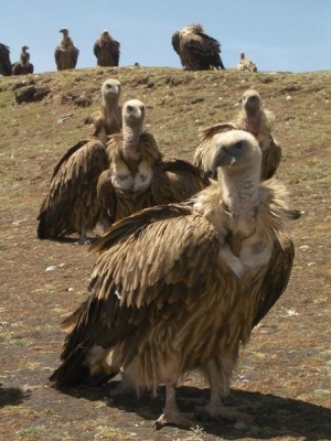 7 vulture species on red list 