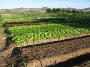 spier&#039;s going biodynamic!