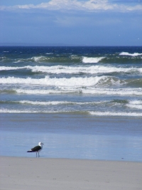 41 SA beaches awarded Blue Flags 