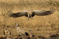 Dismay at devastating mass-poisoning of vultures