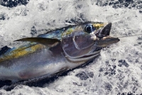 Greenpeace records illegal fishing