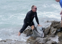 1 year in prison for killing great white shark