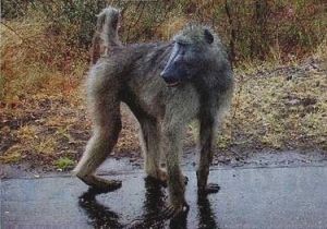 Stop Killing Baboons in Mpumalanga 