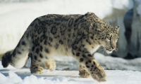 Most land animals threatened by rapid climate change