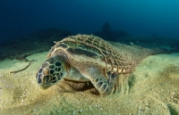 Solutions urgently needed for marine debris dilemmas