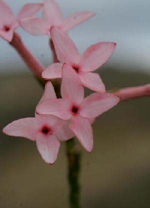 SA is world leader in plant species survey 