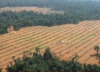U.S. Palm Oil Plantation Endangers Chimps in Cameroon