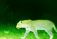 Cape Leopard spotted at Paarl wine farm