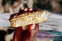 Catching ‘cereal killers’ in the quest for safer food