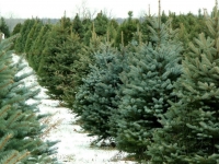 Dreaming of a green Christmas