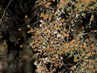 Annual butterfly migration doomed