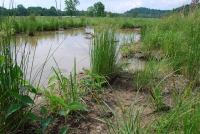 Why wetlands matter