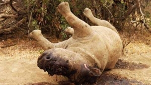 2 more white rhinos poached in Brits