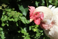 Time to put the chicken before the egg