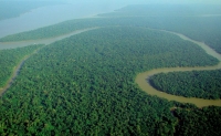 Amazon at higher risk of tree loss