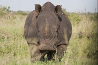 Helicopter crash kills 5 soldiers in Kruger National Park