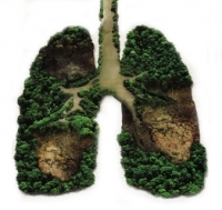 Green lungs help us breathe better