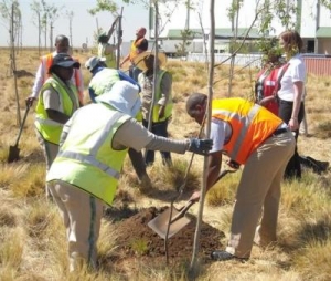 woolworths plants trees for arbour week