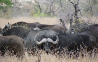 Kruger Park hotel development approved
