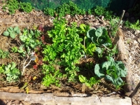 Grow your own food step 4: Veggie planting & managing pests