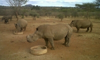 A Different Way of Thinking About Rhino Poaching?