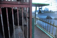 New hope for Ukraine&#039;s brown bears