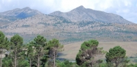 “No” to forestry in fynbos areas