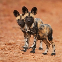 Save the African Painted Dog