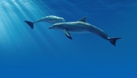 Vacancy: Educator for Sustainable Seas Trust
