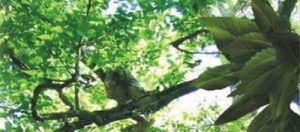 trees of light meditations