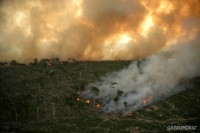 Deforestation: why YOU need to stop it