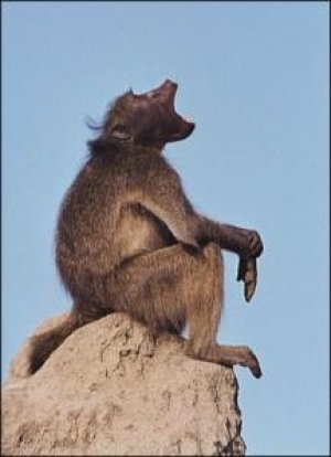 &#039;Eco-labelâ&#039; Allows Killing of Wild Baboons 