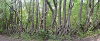 Living trees as fence posts 