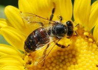 5-step guide to help farmers protect pollinators