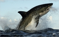 Vacancy: Shark Scientist in KZN