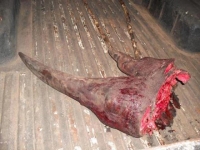 Rhino trade implicated in deaths