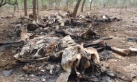 86 elephants killed in Chad poaching massacre