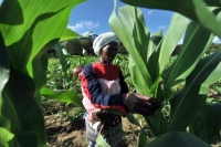 Zimbabwe faces 1mn tonne maize deficit