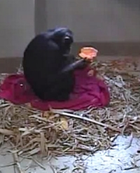 Live chimp birth a success