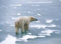 Stars recruited in bid to save the Arctic 