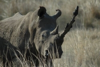 Suspected rhino poachers killed and 3 more carcasses found