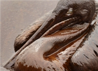 BP Spill Trial Set To Open In New Orleans 