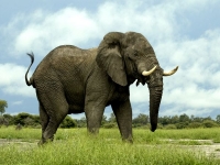 Is this our last chance to save the elephants?